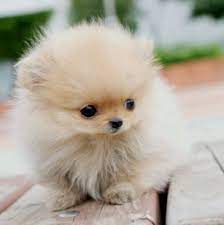 Teacup Pomeranian Puppies Cuteanimals Pomeranian Puppy Teacup Pomeranian Puppy Teacup Pomeranian