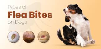 Image result for flea bites