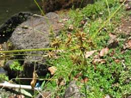Image result for Cyperus tenax