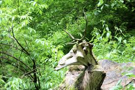 This faux taxidermy wall hook is absolutely gorgeous. Deer Antler Statue Forest Free Photo On Pixabay