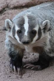 Travel guide resource for your visit to badger. 70 Badger Ideas In 2021 Badger Animals Animals Wild