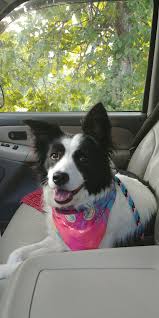 Buying a puppy is already a big responsibility, but border collies are different from other breeds. Border Collie Puppies For Sale Peru Indiana