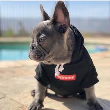 Frenchie shop is the best french bulldog clothing store that offers affordable french bulldog clothes, bulldog accessories, bulldog hoodies, bulldog shirts. Supreme Hoodie For Your Dog Slaylebrity
