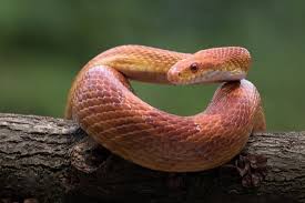 Do corn snakes bite hurt? What Temperature Does A Corn Snake Need Neeness