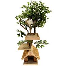 Pthmediumtree 600x600 Kedi Agaclari Kedi Evi Kedi