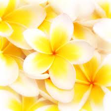 Cuttings are from mature hawaiian plumeria trees and packed in our nursery facilities on the big island of hawaii. Loose Plumeria Blossoms Aloha Hawaiian Flowers
