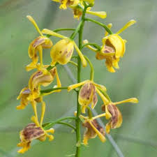 Image result for Eulophia angolensis