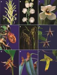 Image result for Habenaria tenuispica