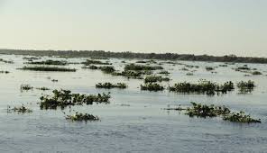 Image result for Syngonanthus welwitschii