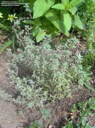Thyme has average water needs. Plantfiles Pictures Thyme Silver Edge Thyme Silver Thyme Argenteus Thymus By Eveseden