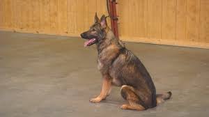 Maybe you would like to learn more about one of these? Sable Male German Shepherd Apex 17 Mo S Obedience Tricks Protection Trained Dog For Sale Youtube