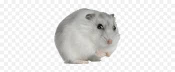Also hamster clipart transparent background available at png transparent variant. Png Hamster Transparent Image Transparent Background Hamster Transparent Free Transparent Png Images Pngaaa Com