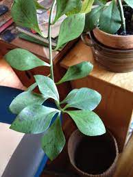 African Milk Bush Synadenium Grantii If This Plant Has Milky Sap The Plant Is A Synadenium Grantii This Succulent Bush To Succulent Bush Plants Small Trees