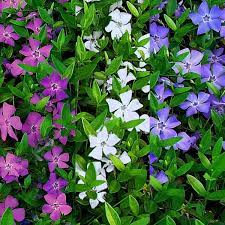 Vinca Minor Google Search Periwinkle Plant Periwinkle Flowers Flower Seeds Online