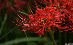 Japanese flowers that represent death. Hd Lycoris Radiata Wallpapers Peakpx