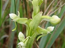 Image result for Habenaria tentaculigera