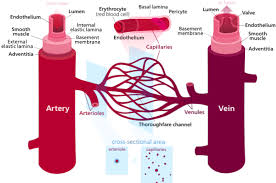 Unterschied Zwischen Vene Und Venule Anatomie Der Unterschied Zwischen Ahnlichen Objekten Und Begriffen