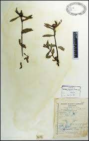 Image result for Enydra fluctuans