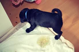 Ab und zu gibt es jedoch situationen, in denen du dich verzweifelt fragst, warum er einfach nicht. Hund Pinkelt In Die Wohnung So Hund Stubenrein Kriegen