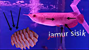Check spelling or type a new query. Dua Ikan Arwana Dalam Satu Aquarium Golden Red Dan Red Banjar Youtube