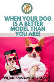 When Your Dog Is A Better Model Than You Are Service Animal Best Model Dog Modeling
