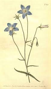 File:Curtis's botanical magazine (No. 691) (8318341426).jpg - Wikimedia  Commons