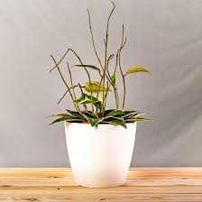 Image result for Carvalhoa macrophylla