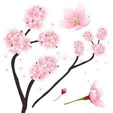 Photo About Prunus Serrulata Pink Cherry Blossom Sakura National Flower Of Japan Vector Illustration Isolated On Whit Illustration Cherry Blossom Blossom