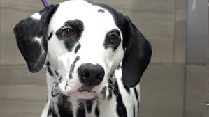 Image result for dalmatian