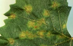 Check spelling or type a new query. Downy Mildew Of Grape Ohioline