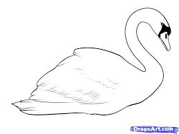 How To Draw A Swan Step By Step Birds Animals Free Online Swan Drawing Black Swan Bird Bird Drawings
