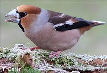 Nabu Stunde Der Wintervogel Vogelarten Im Portrat Kernbeisser Kernbeisser Kleine Vogel Heimische Vogel