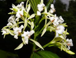 Image result for Corymborkis