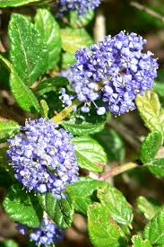 Showing suppliers of ceanothus 'lemon and lime'pbr 6 results. Ceanothus A Prolific Flower Bearer In Spring Great For Bees Butterflies