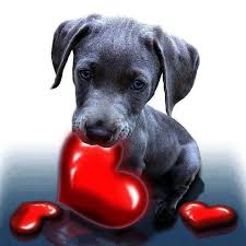 Kalbimdesin En Guzel Kalp Gif Ve Resimler Kalpler Hareketli Hareketsiz Kalp Resimleri Guzel Kalpler Renk Renk Kalpler He Animals Beautiful Dogs Cute Dogs