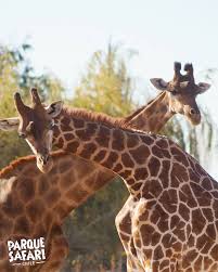 Check spelling or type a new query. Parque Safari Beitrage Facebook