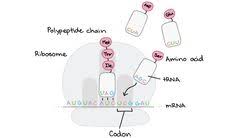 10 Central Dogma Dna To Rna To Protein Biology Science Khan Academy