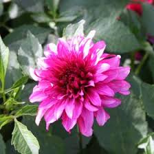 Welcome to these forget quotes from my large collection of love quotes and sayings. 25 Sentiments Ideas Forget Me Not Seeds Memories Quotes Funeral Poems