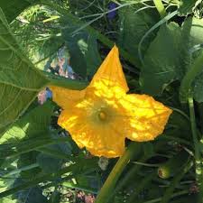 Blossom end rot is a common tomato problem associated with growing conditions. Zucchini End Rot Blossom End Rot And Pollination Family Food Garden