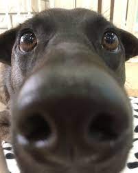 pin by bounty dog on dog noses dog lovers dog nose best dogs