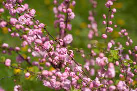 There is a flowering almond growing from below an old tree stump. Dwarf Flowering Almond Plant Care And Growing Guide