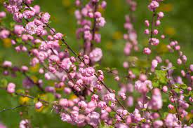 Maybe you would like to learn more about one of these? Dwarf Flowering Almond Plant Care And Growing Guide