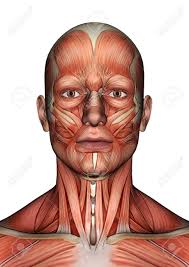 But first, what does anatomy have to do with a web map? 3d Digital Render Of A Male Anatomy Face With Muscles Map Isolated Stock Photo Picture And Royalty Free Image Image 24909974