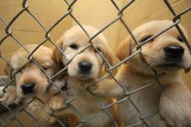 Please read the story of your favorite dog and complete our dog adoption application. Why Should Malaysians Adopt Their Dogs And Cats Instead Of Buying