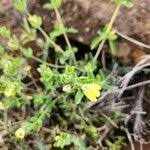 Image result for Justicia odora