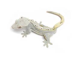 Arizona Lizard Black And White Tail Pinstripe Moonglow Reptiles Pet Cute Reptiles Crested Gecko Morphs