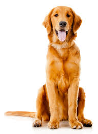 Maybe you would like to learn more about one of these? Companion Pet Clinic Veterinarian In Mcminnville Or Us
