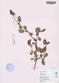 Image result for Boerhavia repens