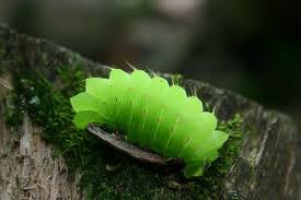 Luna Caterpillar Moth Caterpillar Caterpillar Insect Cool Insects