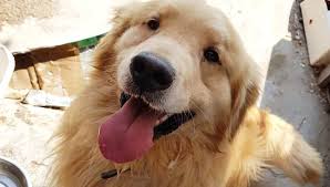 Meet Oliver The Golden Bunny S Buddies